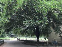 GREENERY IN SCHOOL