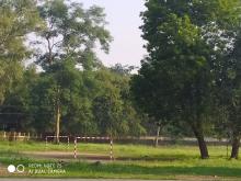 GREENERY IN SCHOOL